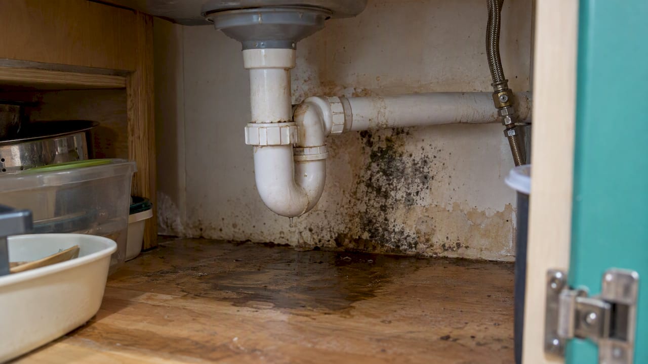 Leaking sink drain beside mould on cabinet panel